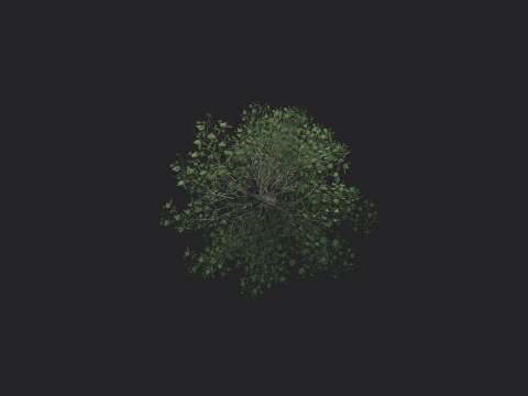 Tree 013 3D Model