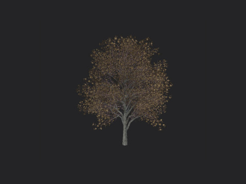 Tree 014 3D 모델