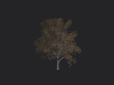Tree 014 3D Model