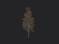 Tree 016 3D Model
