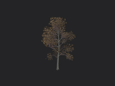 Tree 017 Modello 3D