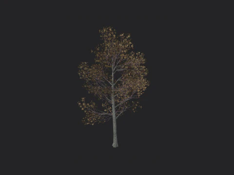 Albero 017 Modello 3D