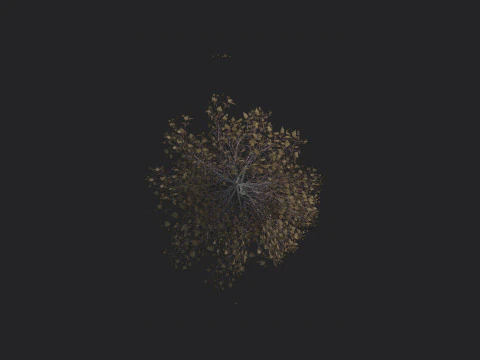 Albero 017 Modello 3D