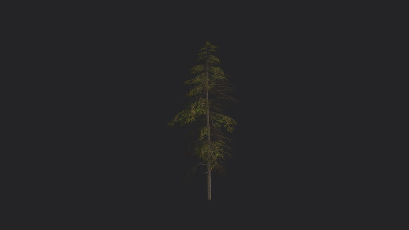 Tree 019 3D 模型 .c4d .max .obj .3ds .fbx .stl .blend 