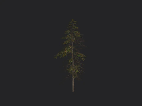 Ağa&ccedil; 019 3D Model