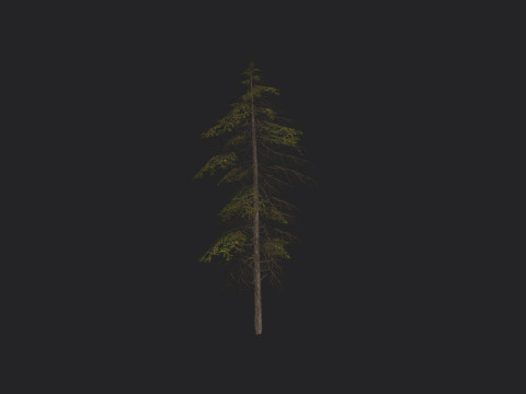 Tree 019 3D 模型
