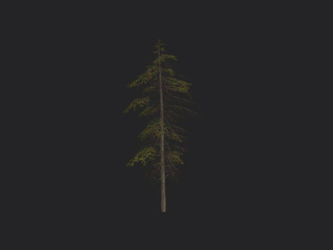 Tree 019 3D Model