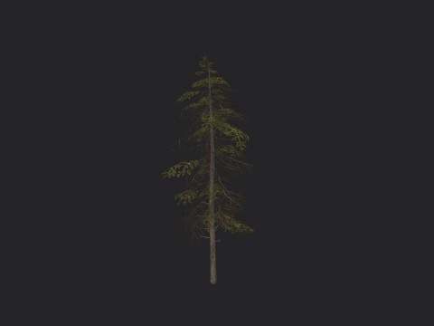 Tree 019 3D 模型