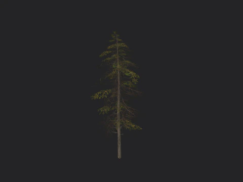 Tree 019 3D Model