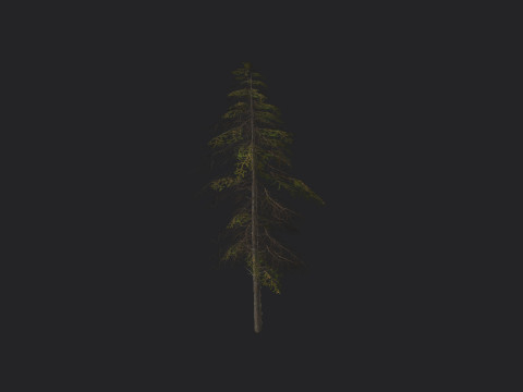 Tree 019 3D 模型