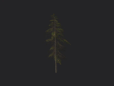 Tree 019 3D Model