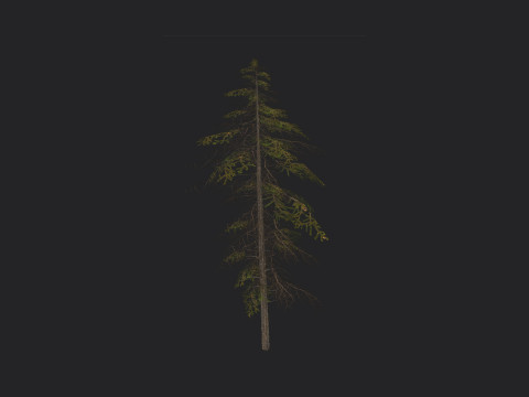 Tree 019 3D 模型