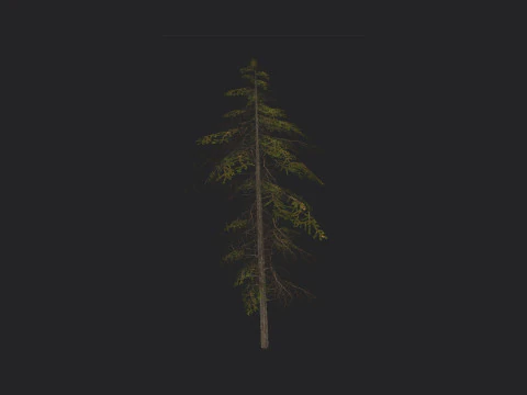 Tree 019 3D Model