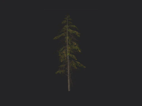 Tree 019 3D Model