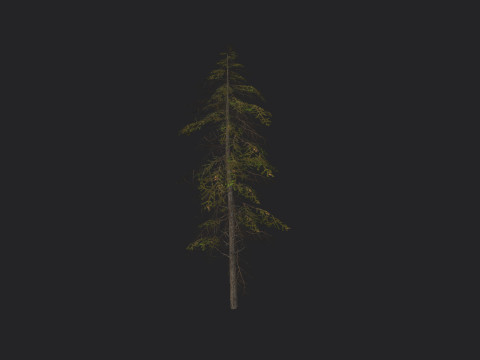 Tree 019 3D 模型