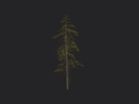 Tree 019 3D Model