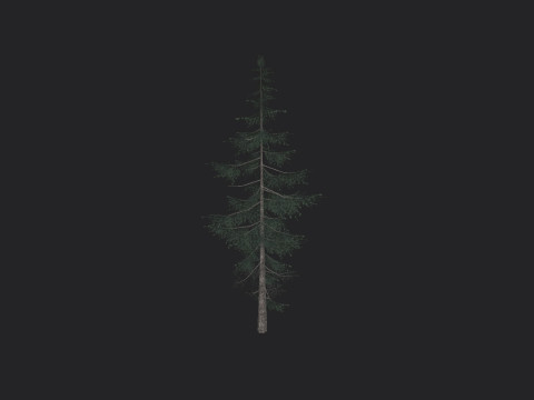 Tree 021 3D Model