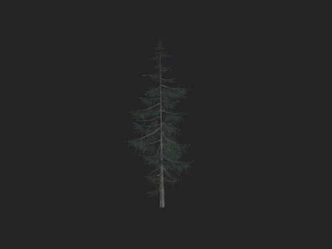 Tree 021 3D Model