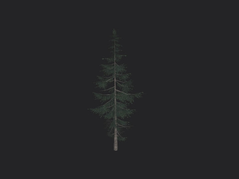 Tree 021 3D Model