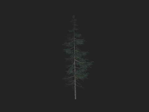Tree 022 Model 3D