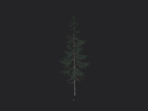 Tree 022 Model 3D