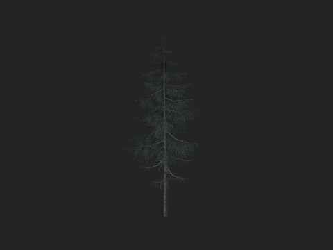 Tree 023 3D Model