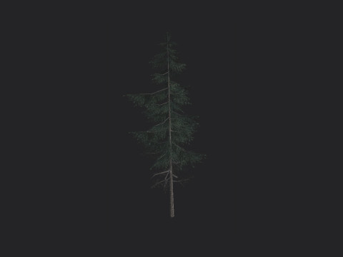Tree 023 Model 3D