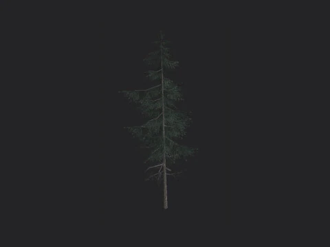 Tree 023 3D Model