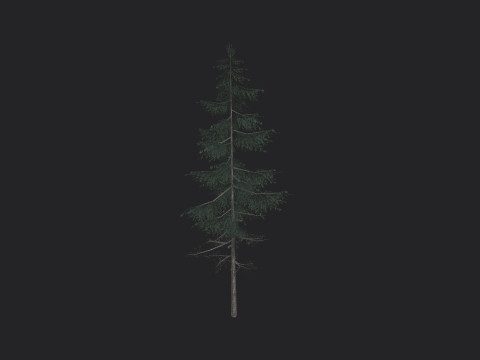 Tree 023 Model 3D