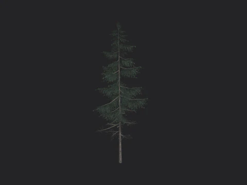 Tree 023 3D Model