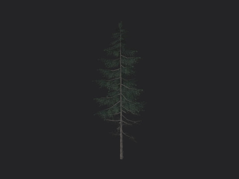 Tree 023 Model 3D