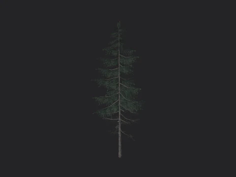 Tree 023 3D Model