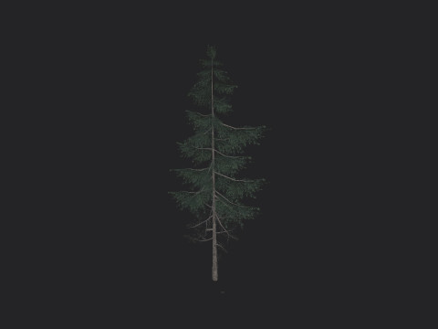 Tree 023 Model 3D