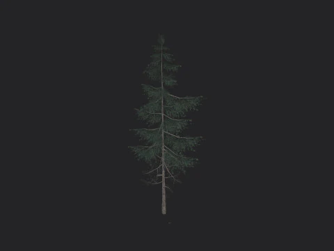 Tree 023 3D Model