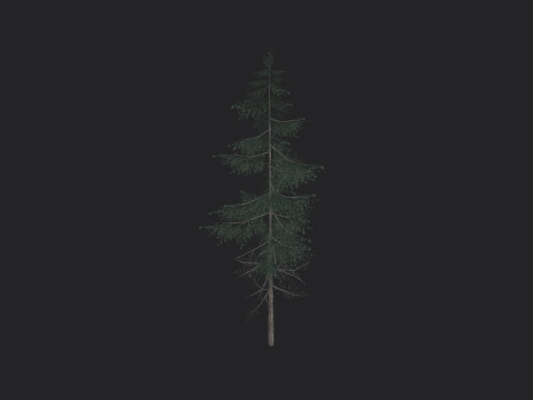 Tree 023 Model 3D