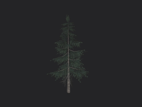 Tree 024 Modelo 3D