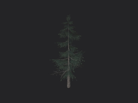 Tree 024 3D-Modell