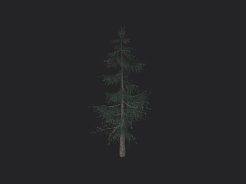 Tree 024 3D Model