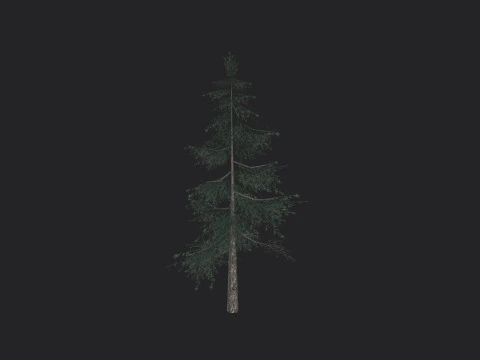 Tree 024 3D Model