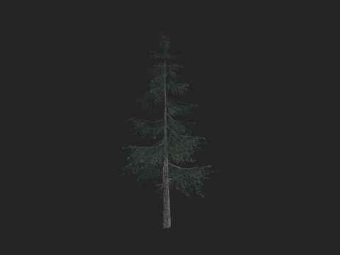 Tree 024 3D Model