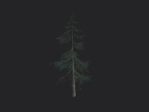 Tree 024 3D Model