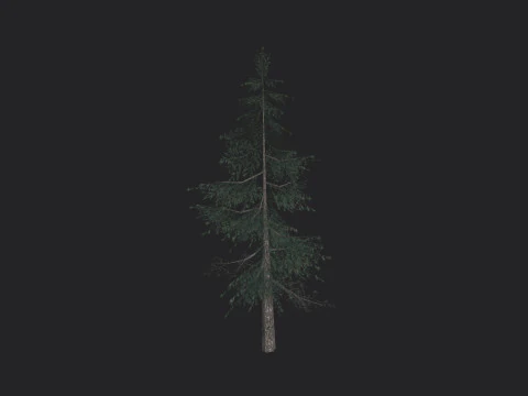 Tree 024 3D Model