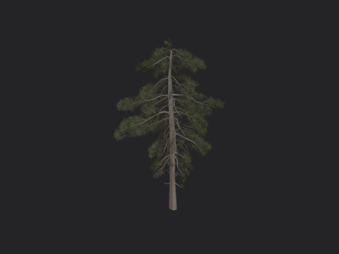 Tree 029 3D 모델
