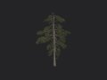 Tree 029 3D Model
