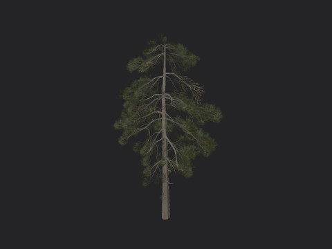 Tree 029 3Dモデル