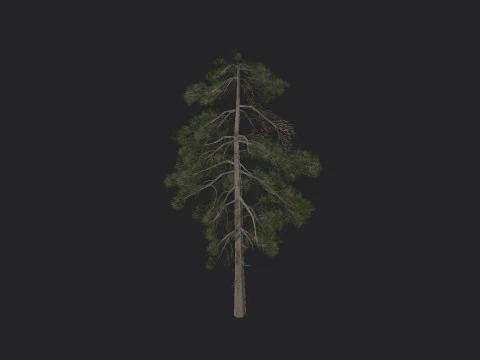 Дерево 029 3D Модель