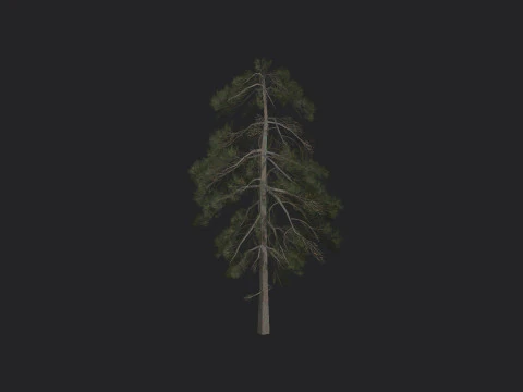 Дерево 029 3D Модель