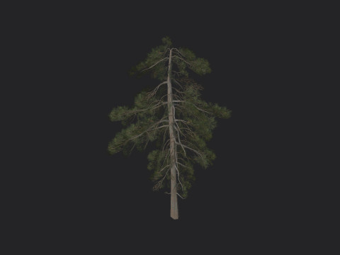 Tree 029 3Dモデル