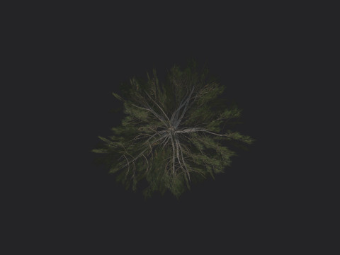 Tree 029 3Dモデル