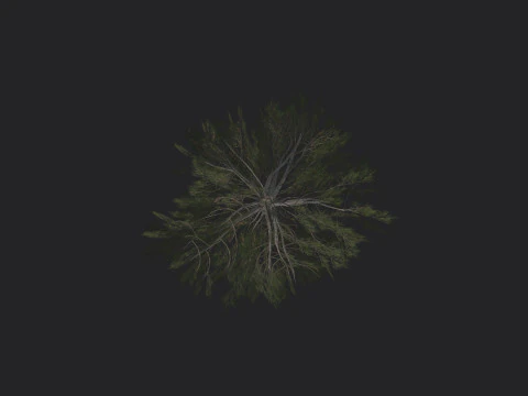 Дерево 029 3D Модель